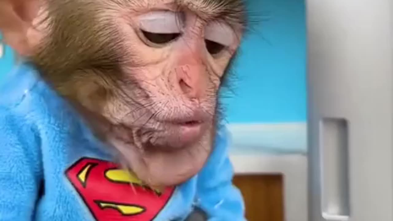 Monkey Funny Video💥