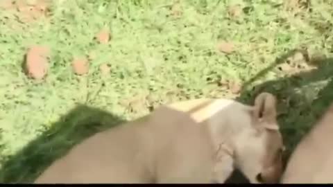 Crazy tourist try to touch a Lion