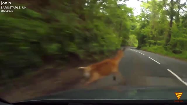 Nearly hit by a deer 2021.06.10 — BARNSTAPLE, UK