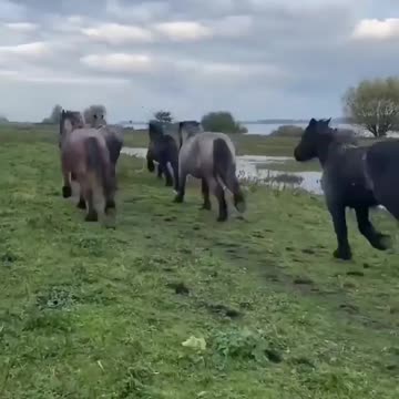 Happy young Brabant horses 🐎