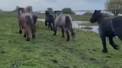 Happy young Brabant horses 🐎