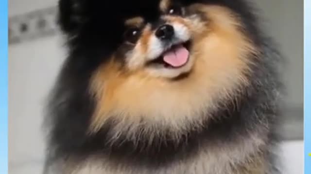 DOG BATH! DURING VS AFTER! 😝 // Funny Dog Videos #Shorts