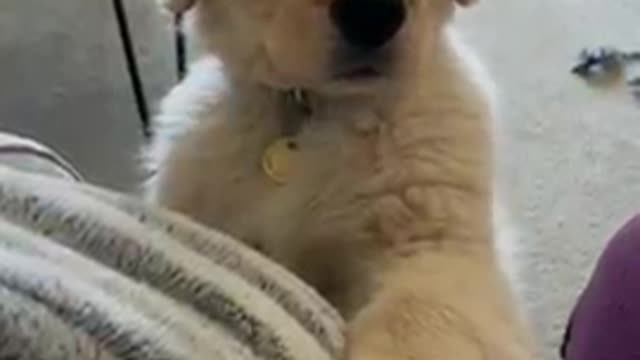 AWW SO FUNNY😂😂 Super Dogs And Cats Reaction Videos (Honest Audio) #52
