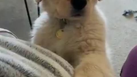 AWW SO FUNNY😂😂 Super Dogs And Cats Reaction Videos (Honest Audio) #52
