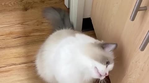 The kitten is getting sleepy
