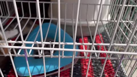 Very cute kittens and animals
