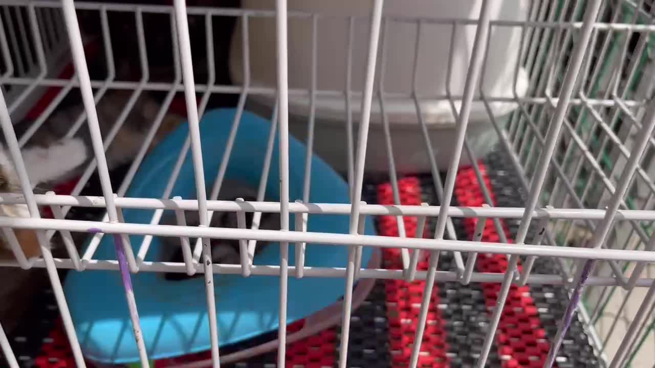 Very cute kittens and animals
