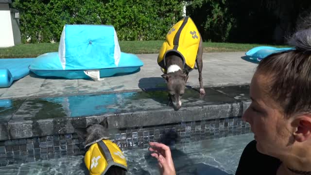 Teaching My Dogs How To Swim tips and tricks