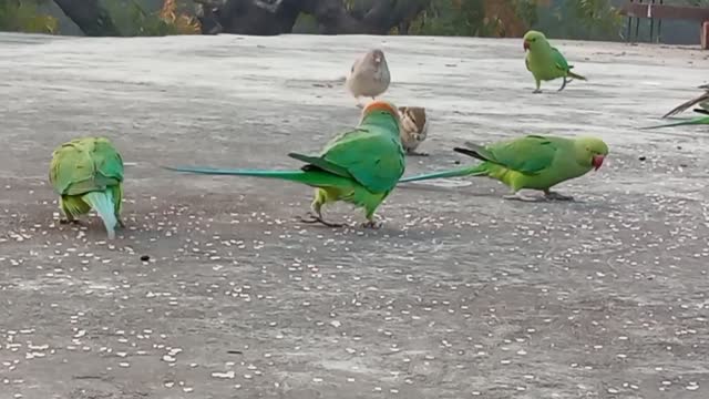 parrot