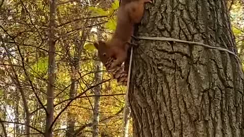 Squirrel savvy