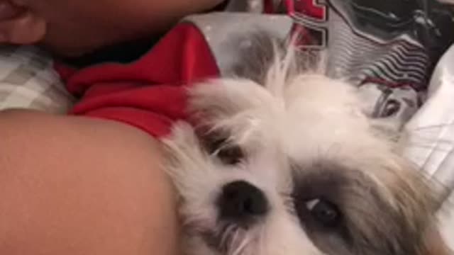 Shih Tzu puppy preciously naps with human best friend