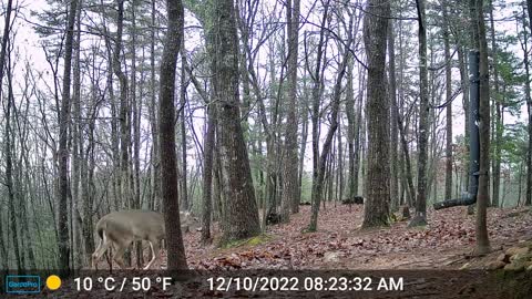The Woods – 12/10/2022
