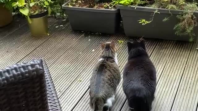 Cat's scarred & watching 🤣
