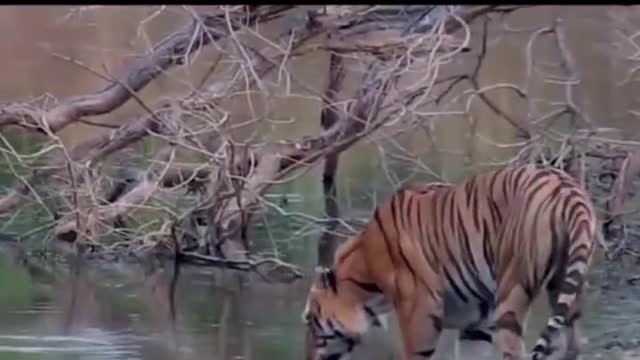 Tiger thirsty to the river to drink some water