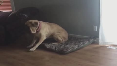 Dog Sits on Kitten in Her Bed