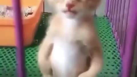 Standing kitty like kangaroo