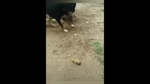 Dog_VS_Dog_Funny_Fight🐕🐕🐕🐕