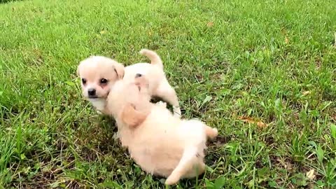 Toby and Sadie - Two orphan stray puppy siblings depend on each other in the ruins