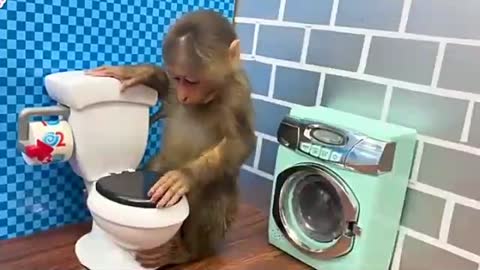 Small Cute Monkey Funny Video