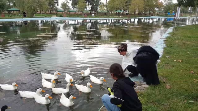 Feed the geese