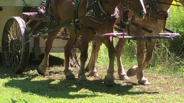 Belgian horse team .