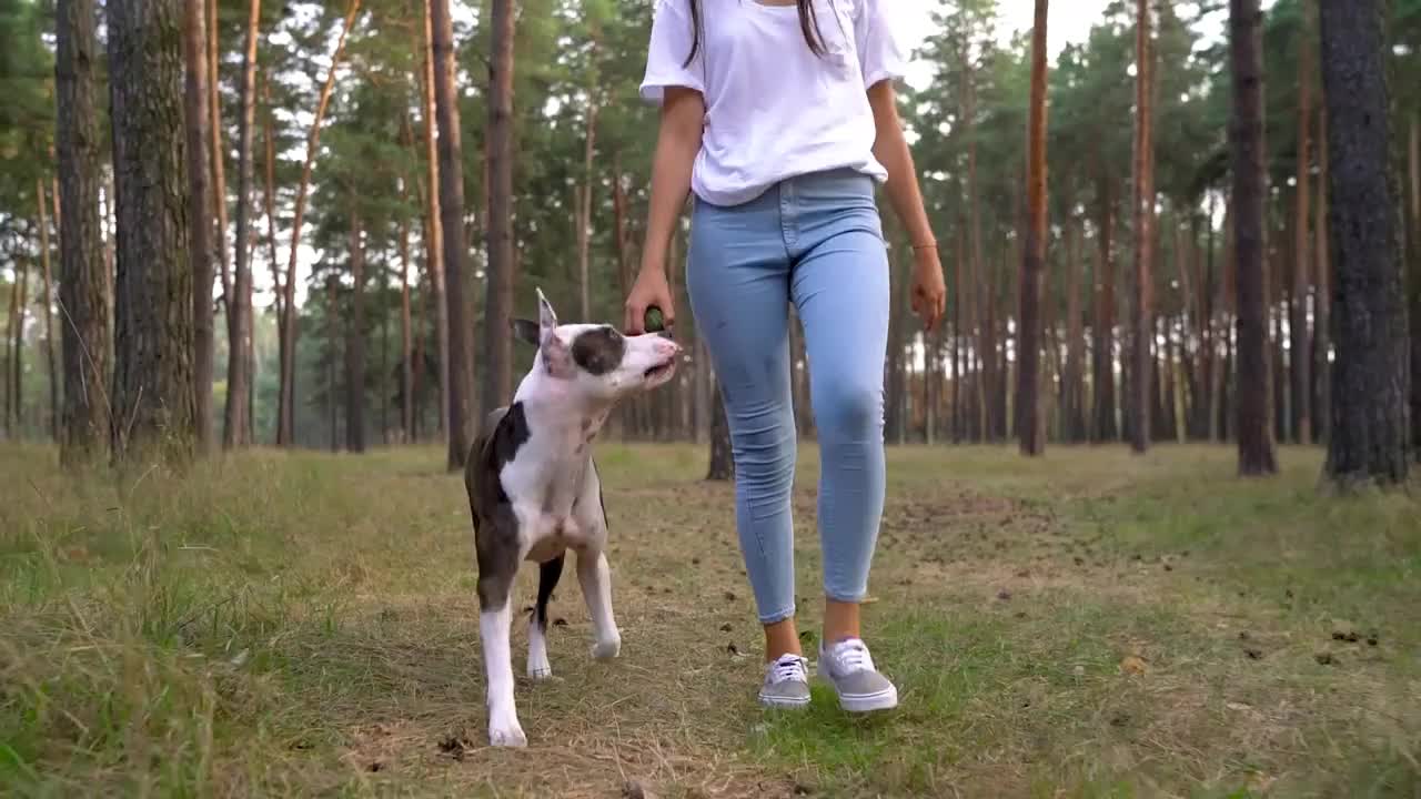 Girl playing with her dog in the forest at sunset