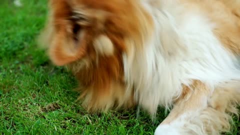 Cute doggie lying on the grass and wants to play