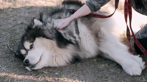 Dog lying on the ground