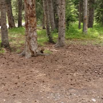 Squirrel takin by crow