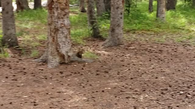 Squirrel takin by crow