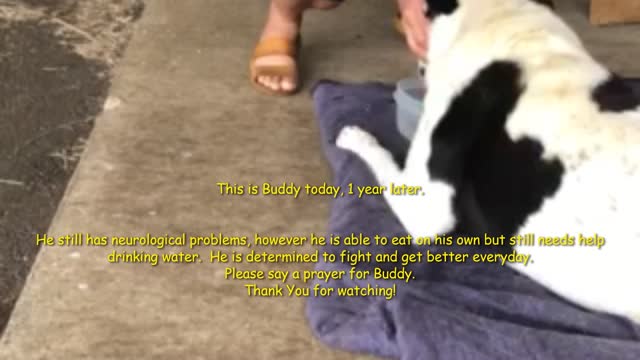 Dog's amazing recovery after poison