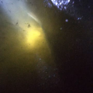 A fish doomed to die