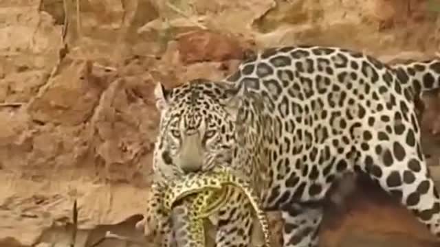 Amazônia - Jaguar vs The anaconda