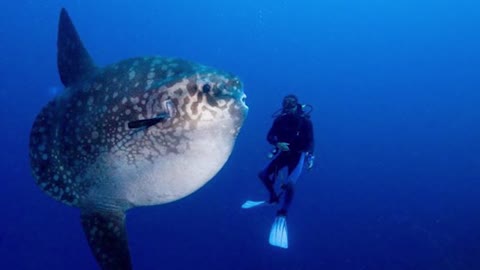 10 STRANGER ANIMALS FROM THE SEA.