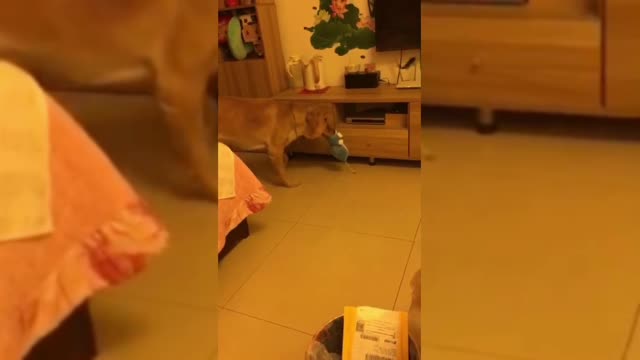 Today, I asked the dog, how can the dog be as happy as you? The dog said forget forget forget