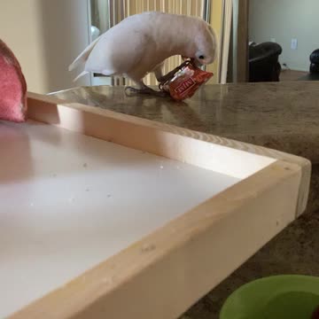 Bean 1st day of school