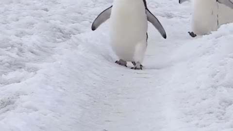 The Antarctic Penguin highway, where the geese go too far, becomes a road