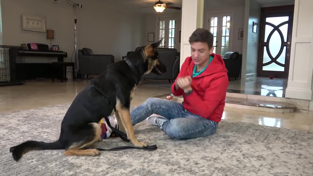 First 24 Hours with a TOTALLY UNTRAINED DOG! NEW SERIES: Reality Dog Training Episode