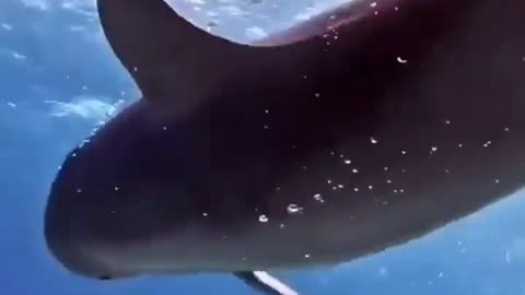 This is a beautiful and charming water-dwelling species