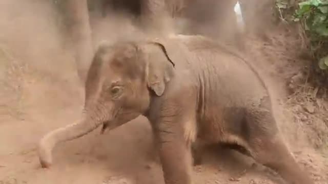 Elephant Baby sliding