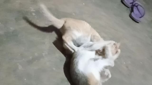 Cute Cat Fighting 🐱 Funny cat #Viral