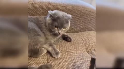 Videos of Funny and Cute Cats