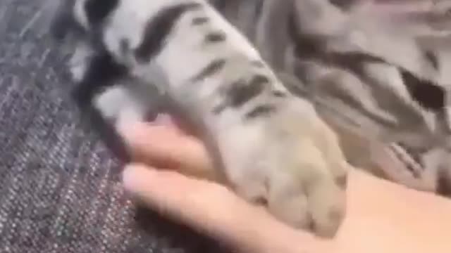 The cat playing with me