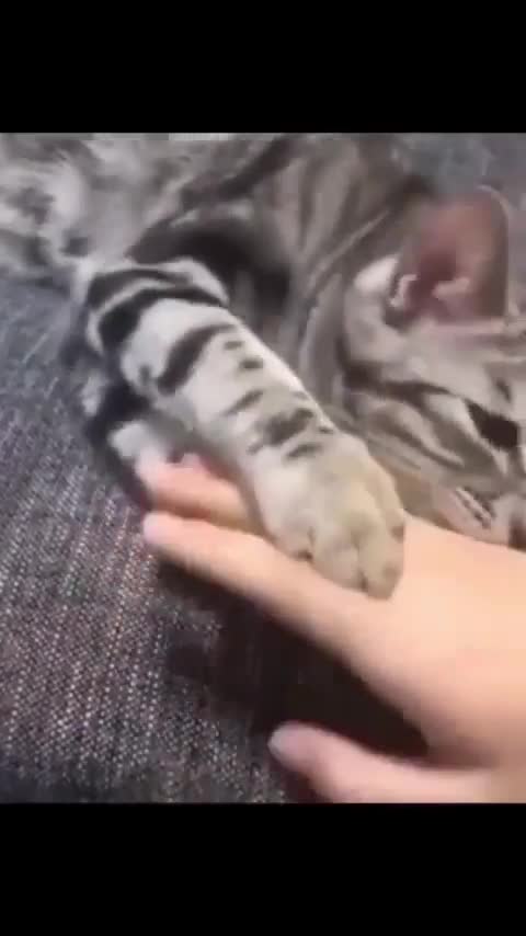 The cat playing with me