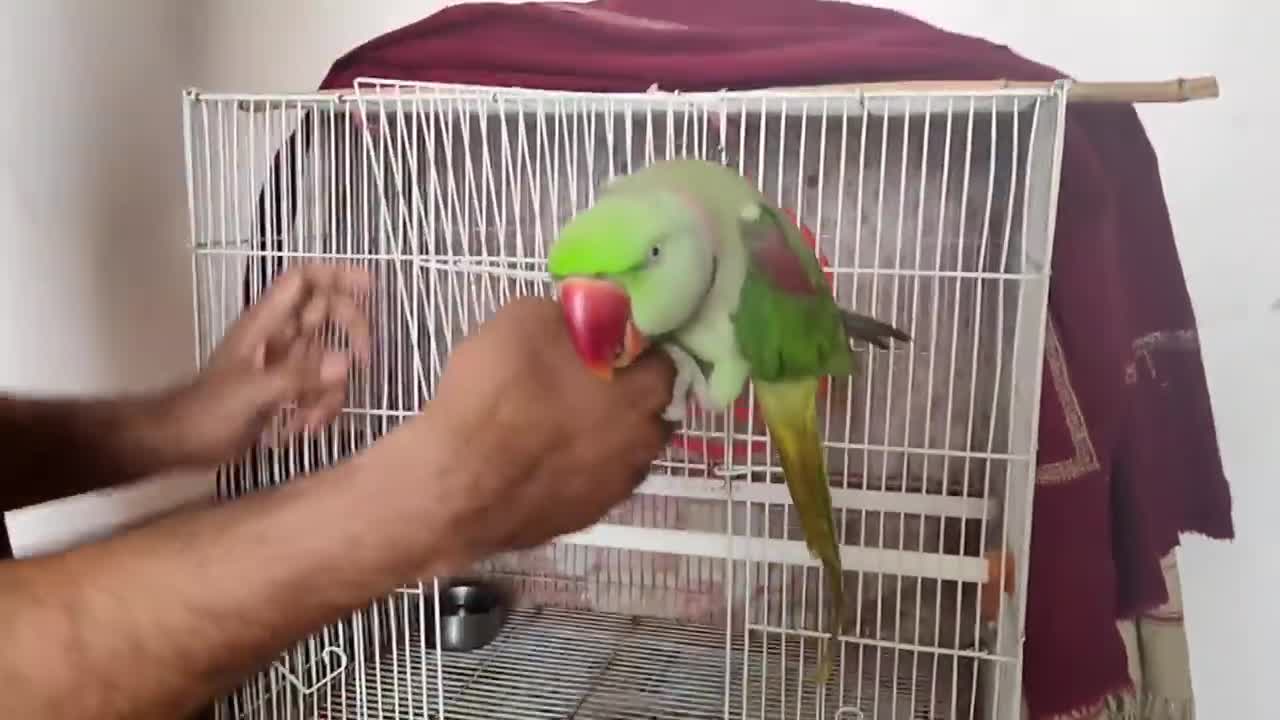 Pablo Mummy ka Cute Baccha hai aur Talking me iss Parrot ka koi jawab Nhip1