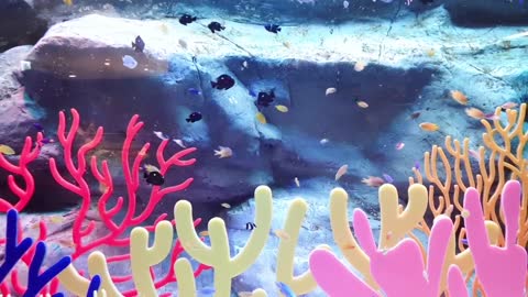 Cute fish aquarium