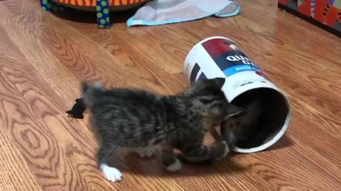 sweet cats play well ..