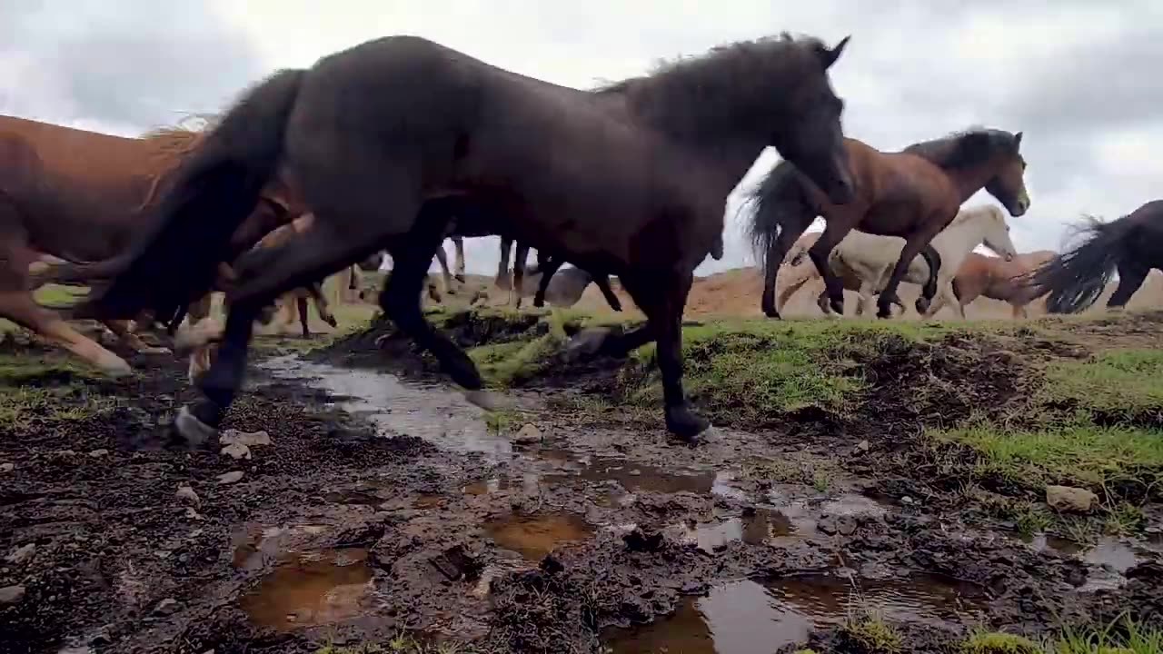 Beautiful Herd of Horses Running Free - Amazing beautiful horses attractive