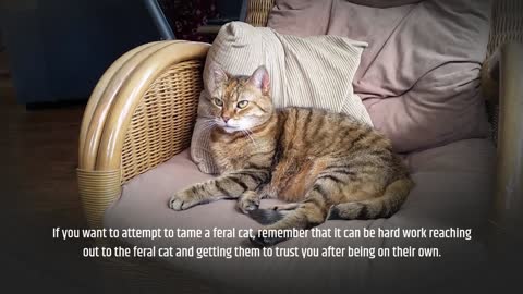Can Feral Cats Be Tamed