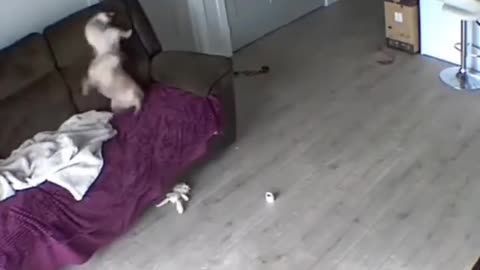 Love this whole thing, but especially when the dog takes a kitten to the face 🤣
